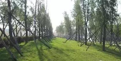 园林植物观赏与应用,园林草坪与地被植物