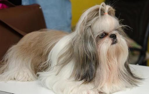 盘点7种出名的中华田园犬,颜值高的几种中华田园犬