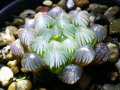 冰灯玉露多肉,冰灯玉露多肉植物