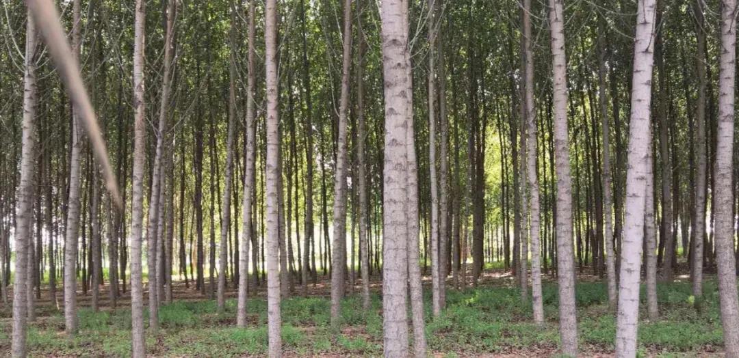 秋天是思念的季节也是丰收的季节,秋天是思念的季节作文