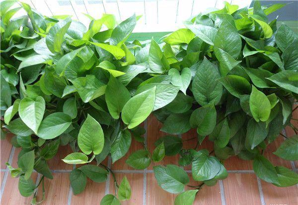 绿萝长高了爬满电视墙好吗,绿萝长得快用什么