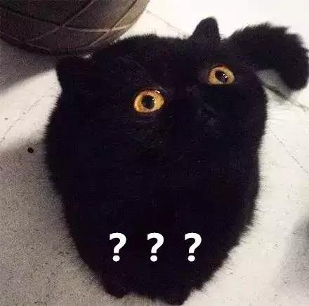 猫咪散播的谣言,一直有人在背后造谣我该怎么办