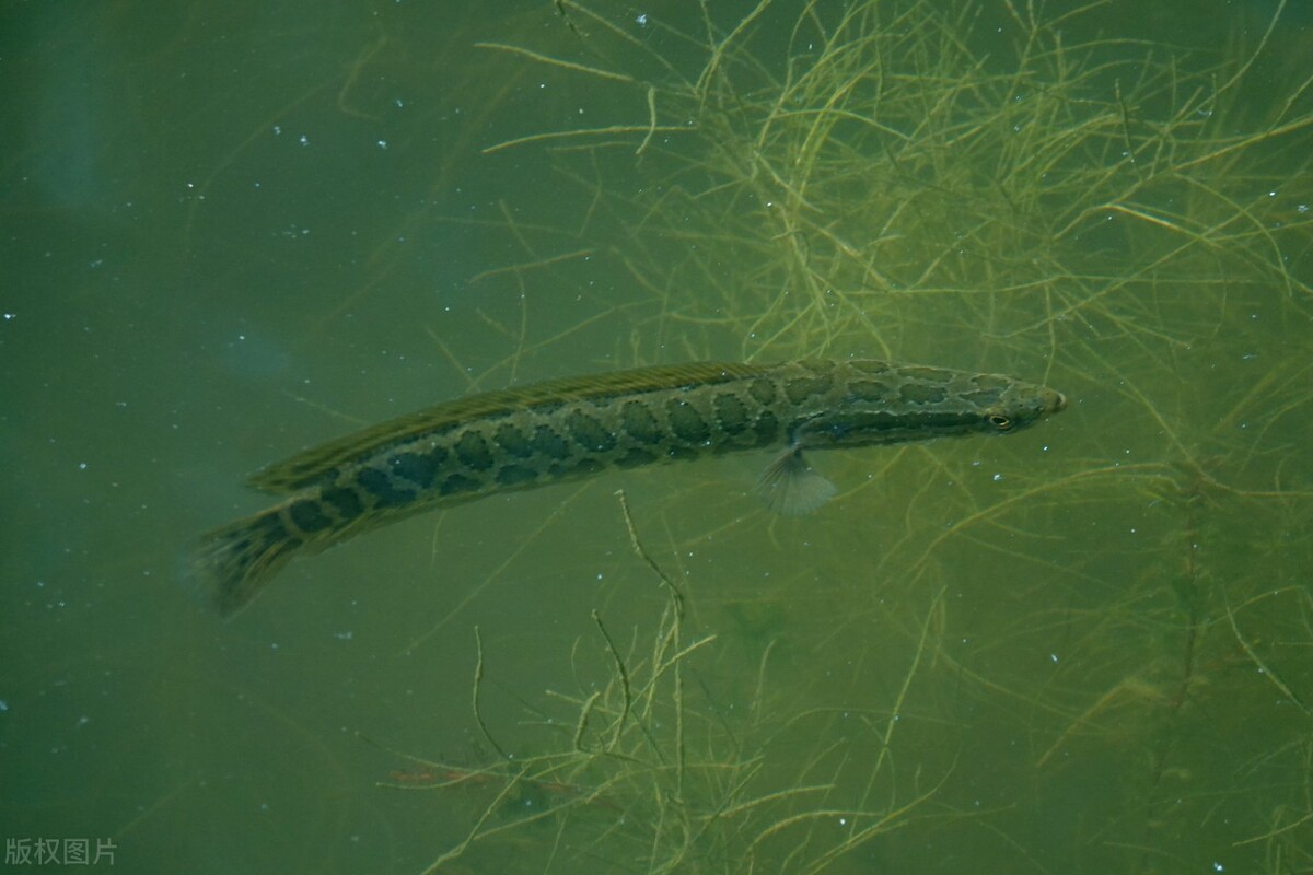 小黑鱼离开大黑鱼能存活吗,黑鱼如果钓走了小黑鱼还能不能活