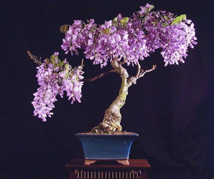 7种花很耐冻冬天也能开花,能消暑的5种花家里养一盆凉飕飕