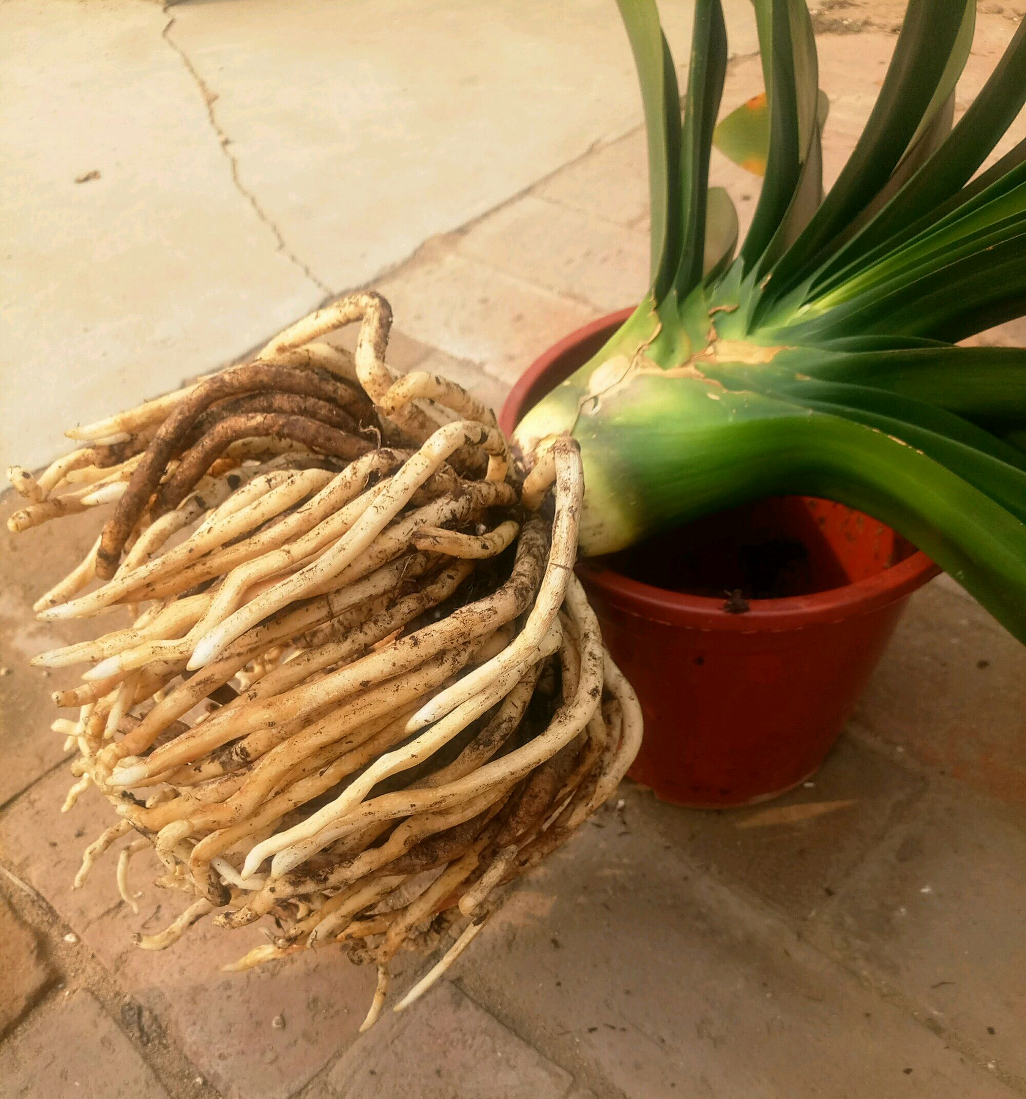 君子兰换盆后真的要浇三天大水么,君子兰换盆后为什么要浇大水