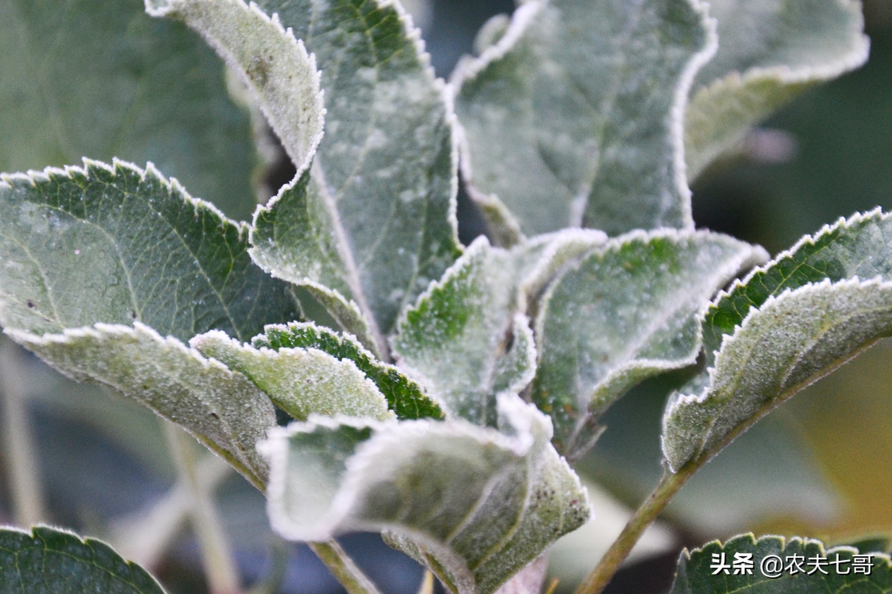 苹果顶上的黑点是啥原因,苹果小圆点有缺点吗
