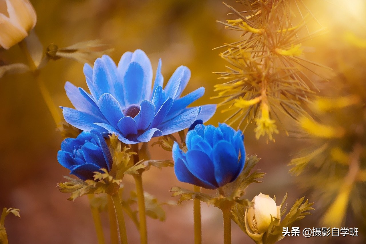 拍花朵的8个摄影技巧,拍花朵摄影技巧与方法图解