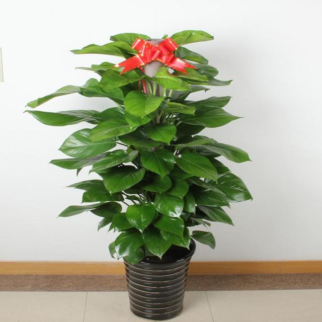 大叶绿萝如何让下部出新叶,大叶绿萝柱下部没叶子了怎么办