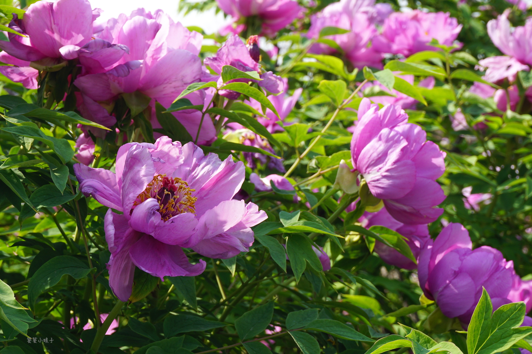 自驾游去洛阳看牡丹攻略,谁家牡丹甲天下