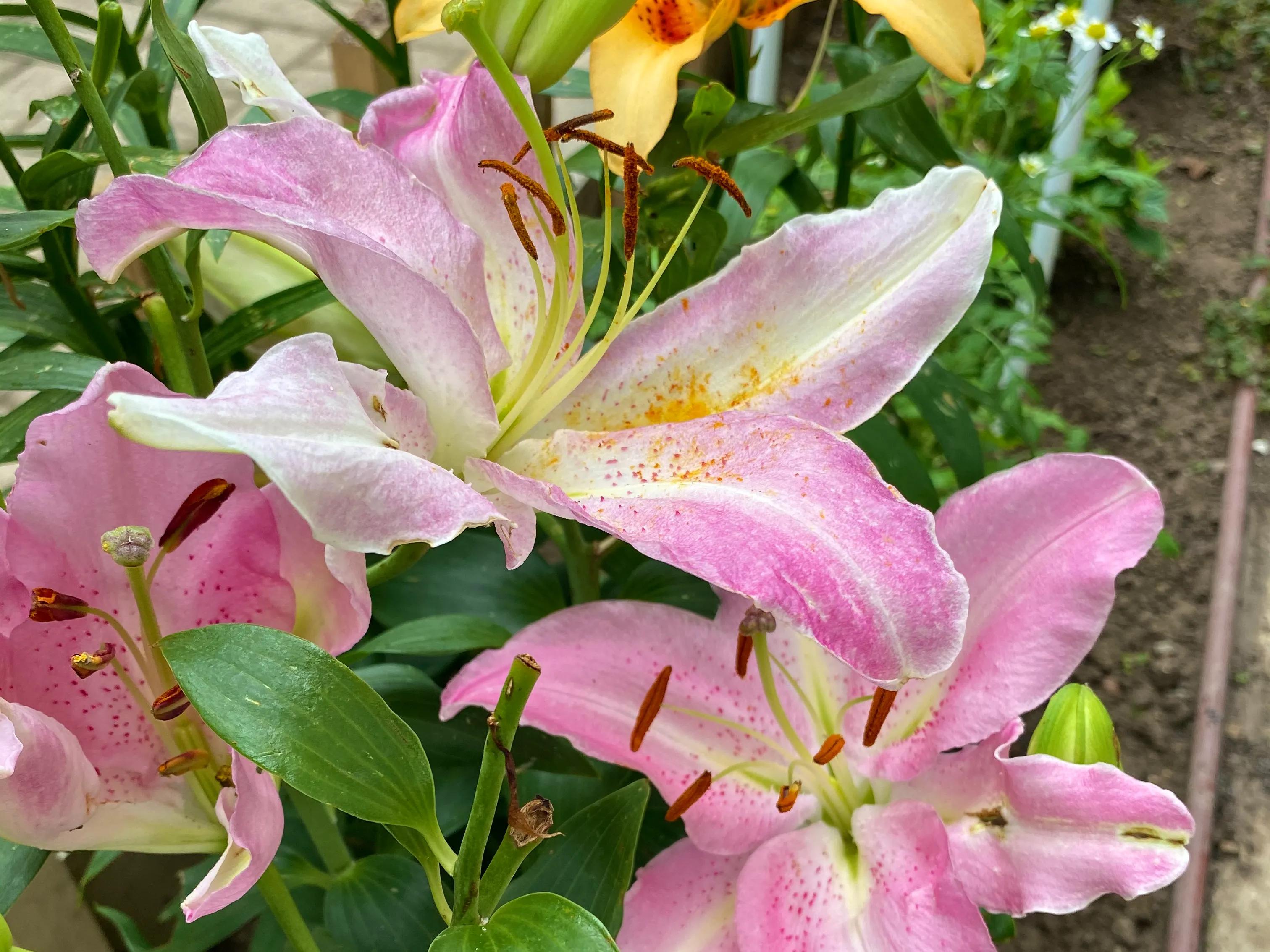 百合品种怎么选,北方花园适合种什么树