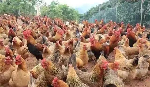 禽病知识课堂,鸡病的常见知识