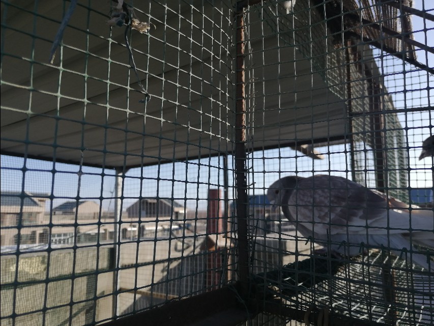 养鸽子能赚钱吗为什么,养鸽子打比赛赚钱吗