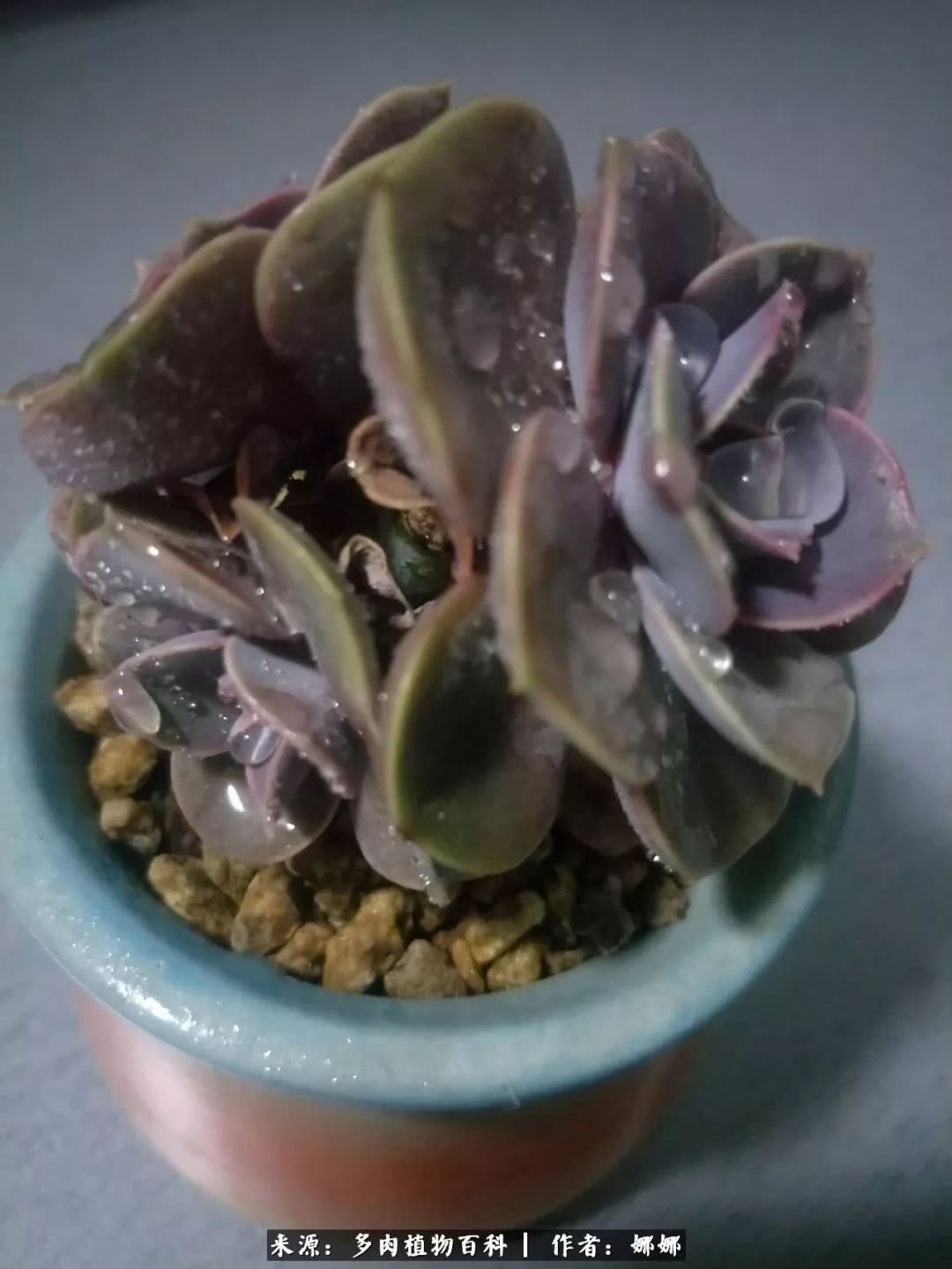 篱笆花开情常在，守你一生不变！