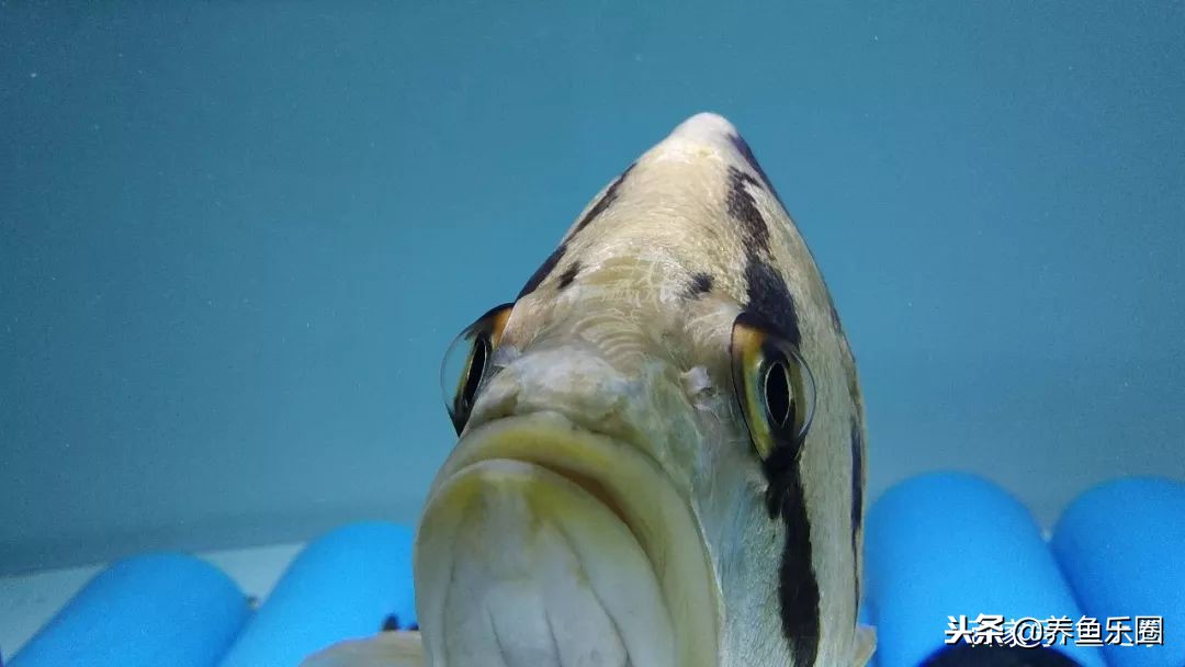 这位土豪家的渔场，光滤材就花了500多万，你确定不要见识一下？