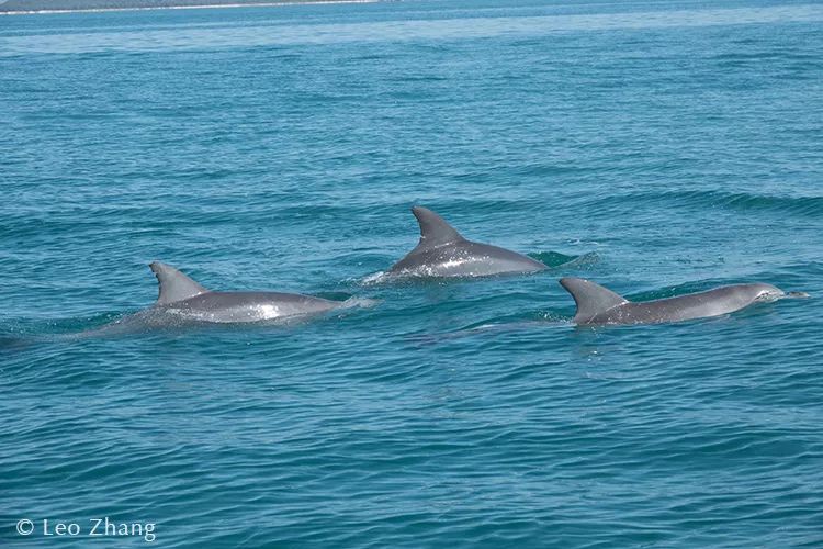 章子怡西澳,西澳大利亚十大挑战视频