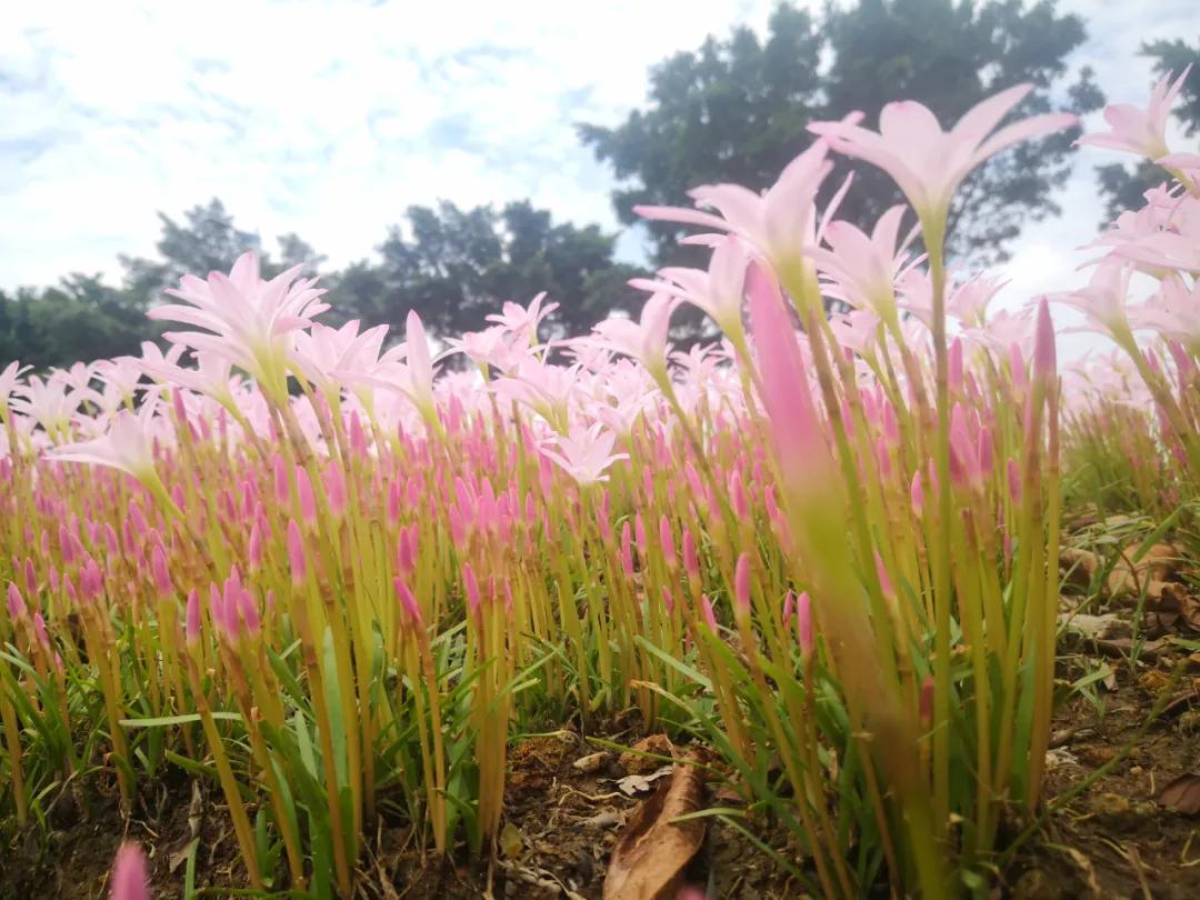 风雨兰的惊艳,风雨兰花开花