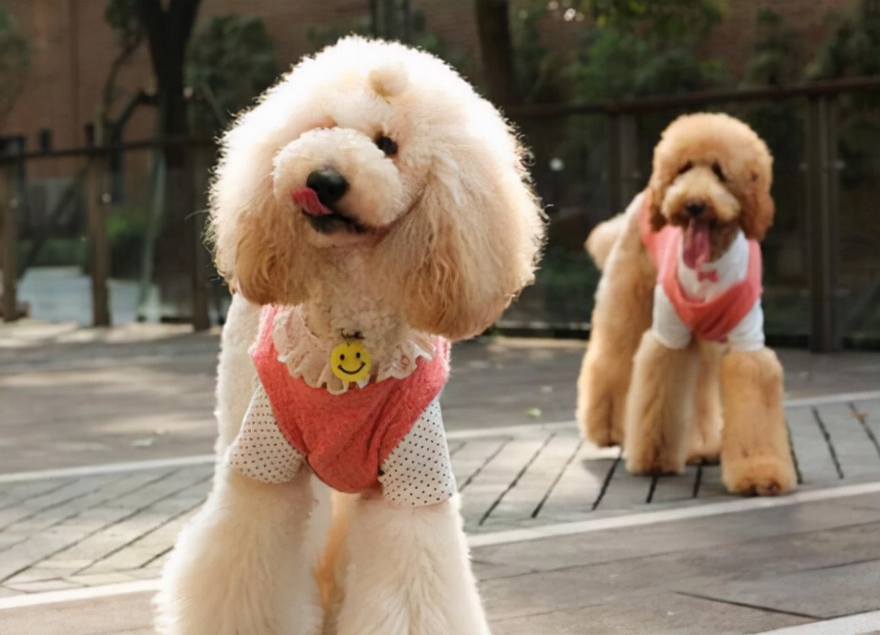 巨型贵宾犬怎么才能养胖,瘦巨型贵宾犬