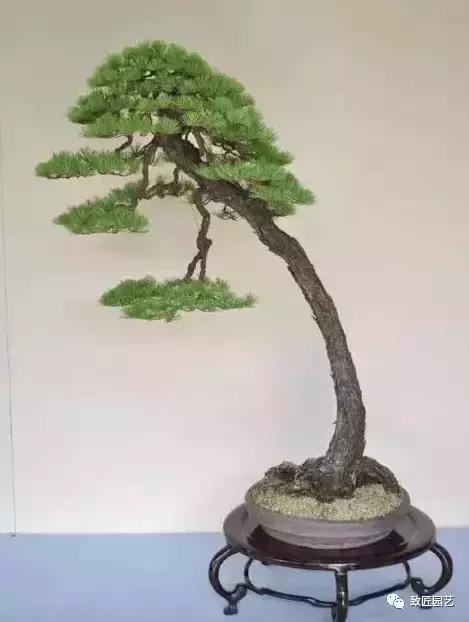 泰山松文人盆景,山松盆景100幅欣赏