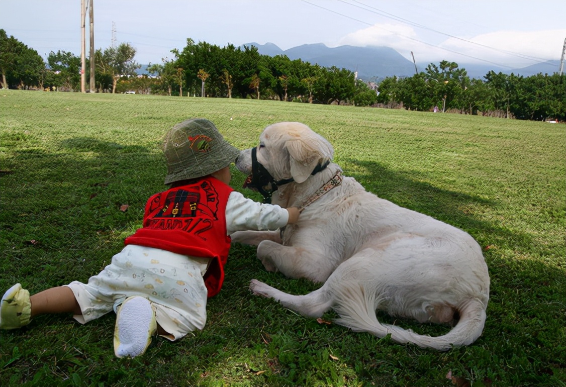 拉布拉多脾气有多好,拉布拉多脾气很暴躁的原因
