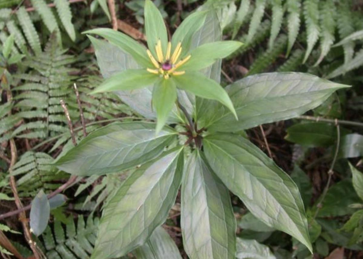 绔规灄閲岄潰绉嶈崏,绔规灄绉嶈崏