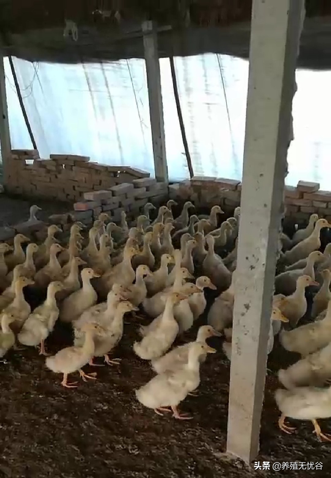 鸭子掉毛特效药,鸭子掉毛是怎么回事啊