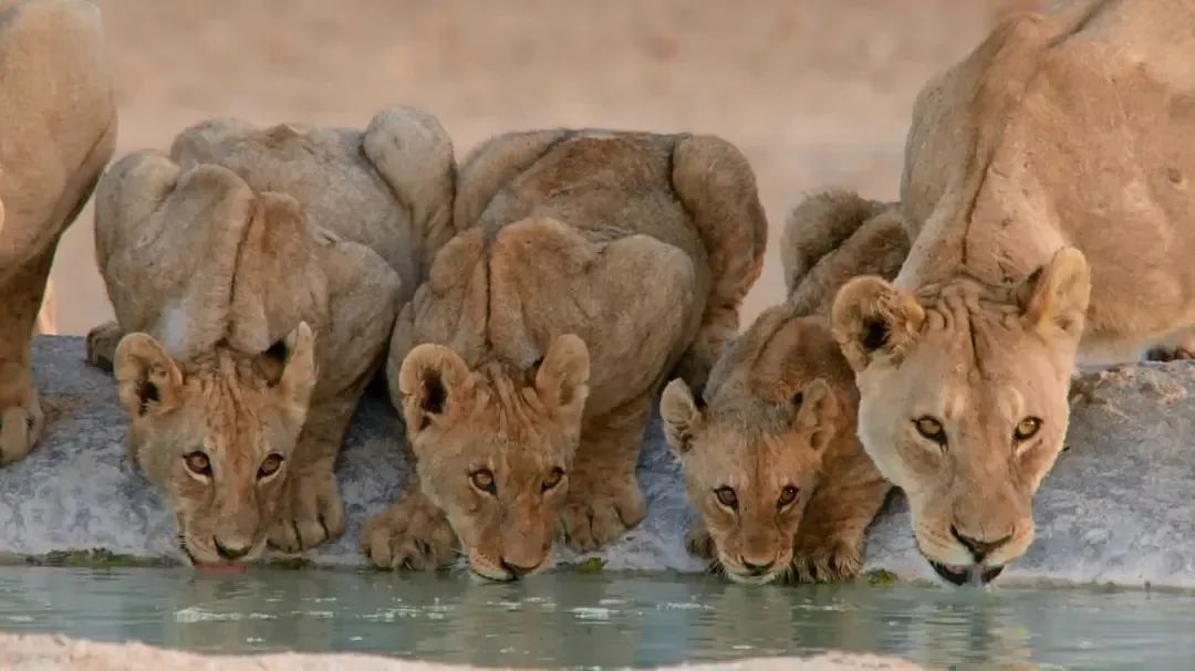 假期儿童纪录片推荐经典,青少年假期推荐纪录片