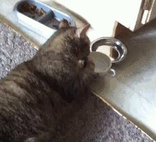 金渐层猫咪只喝水不吃粮怎么回事,猫咪之前爱喝水突然就不爱喝水了