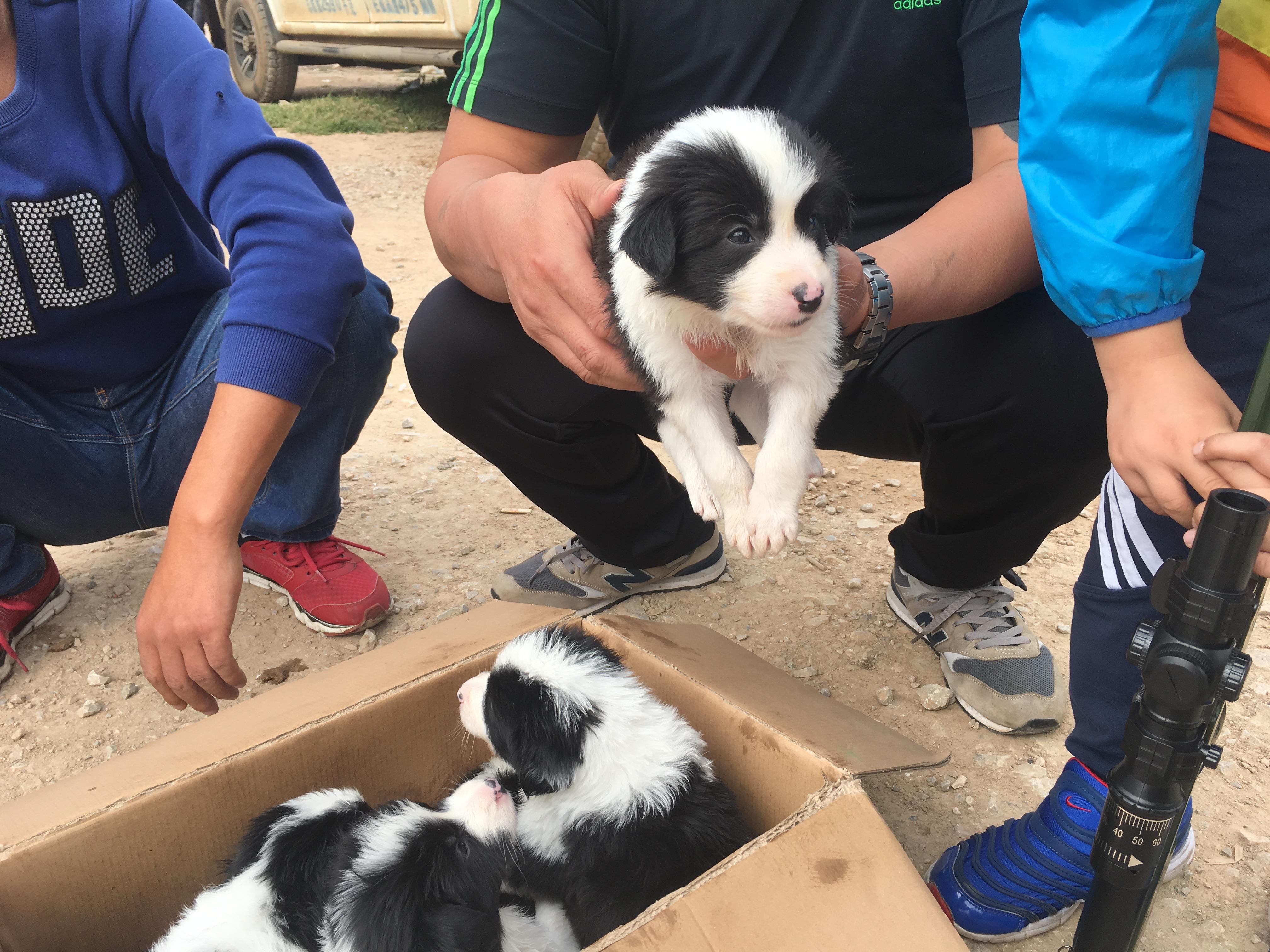 男子买一只狗4000元,开封狗市边境牧羊犬出售