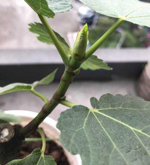 盆栽无花果结果后如何管理,盆栽无花果挂果后怎么养