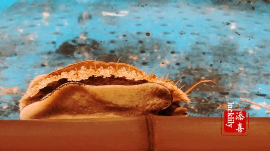 杭州黑珍珠美食推荐,杭州美食2019