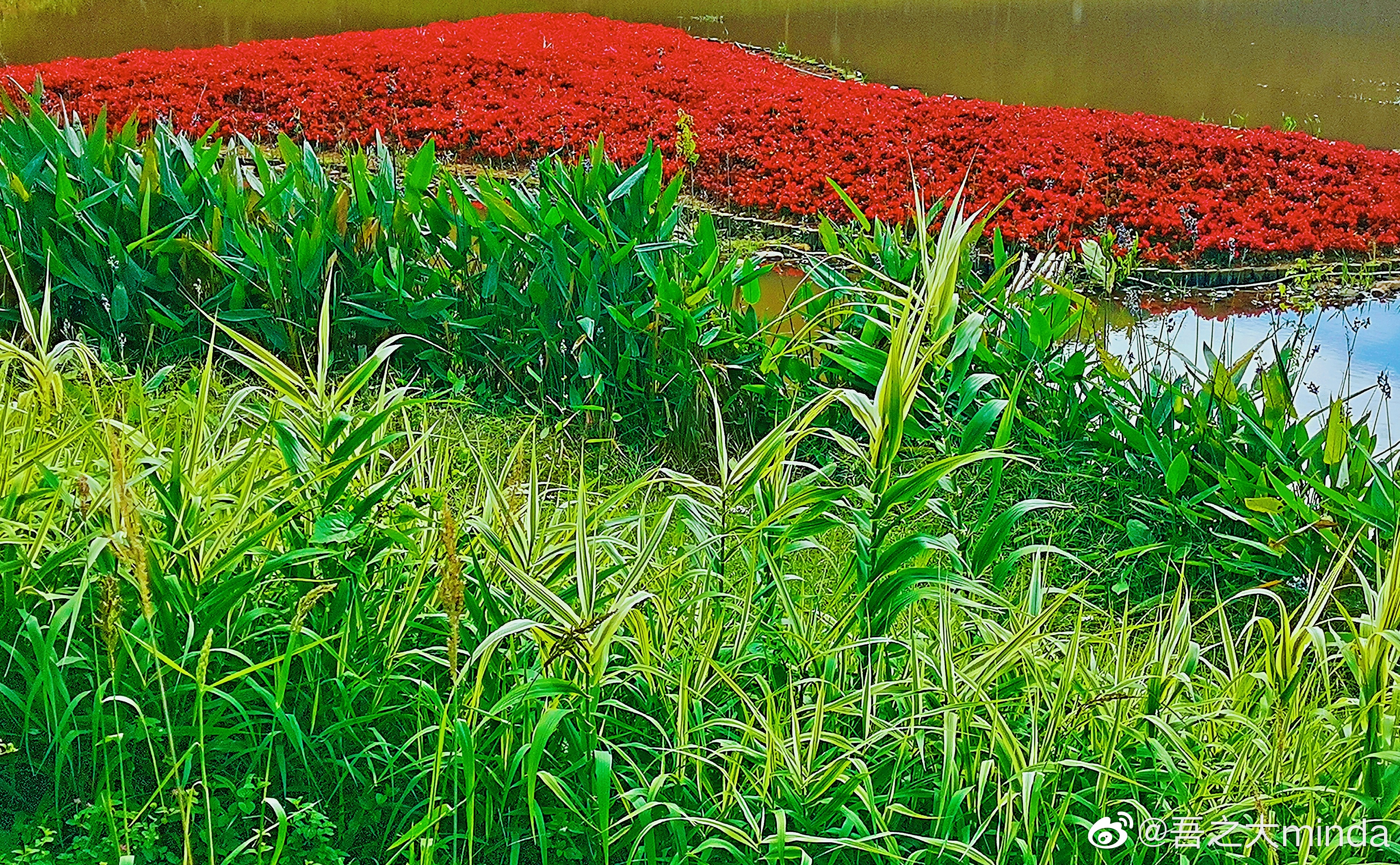 梧桐山下幽径,梧桐山下清风明月