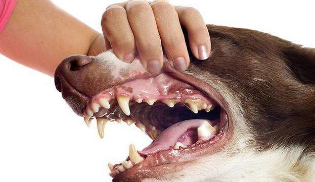 金毛牙齿问题怎么治疗,金毛牙结石用什么牙膏