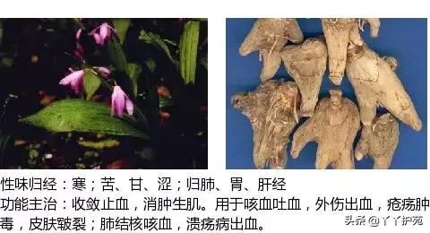 农村身边的中草药主治与功效,中草药全图谱与功效