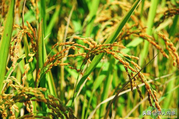 现在水稻价格是多少钱一斤,2023年水稻价格多少一斤