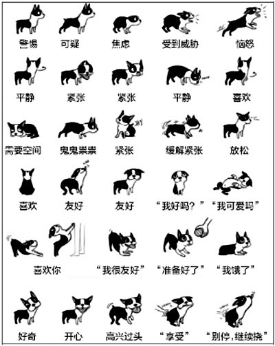 狗狗尾巴动作代表的含义,狗狗的尾巴动作代表的含义