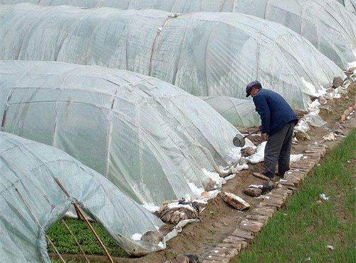 雨雪天气后,大棚蔬菜出现冻害该如何补救?