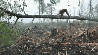 bbc封神,让很多人看一次哭一次的视频