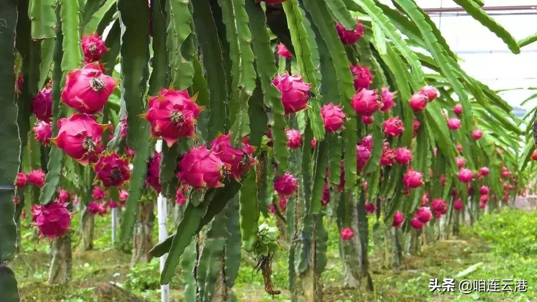 连云港现在采摘园有什么可以摘,连云港11月份采摘