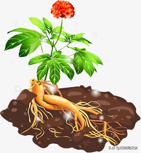 白话中医,中医说人参