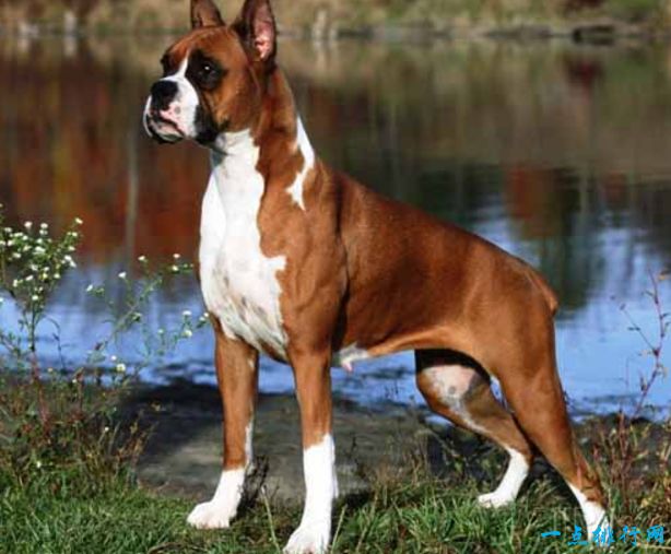 世界十大名犬排名及图片,关于全世界十大名犬排行榜