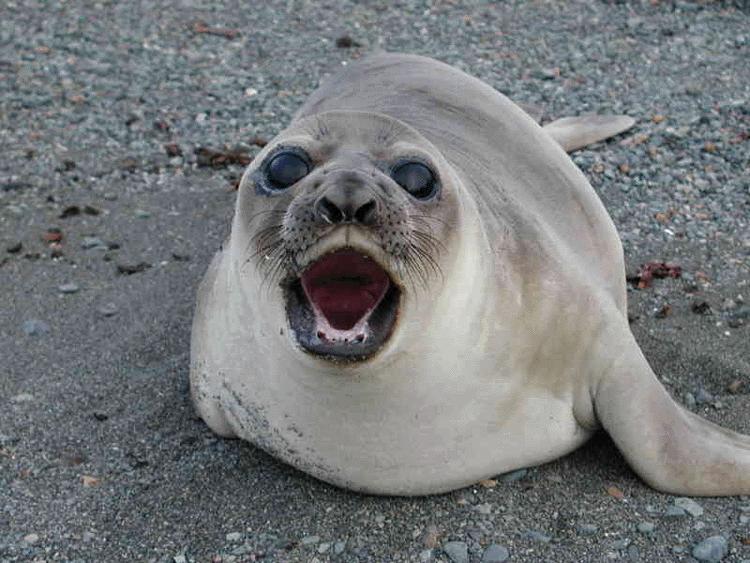 看起来很萌,实则凶悍无比的海豹,不护食却爱“分享”