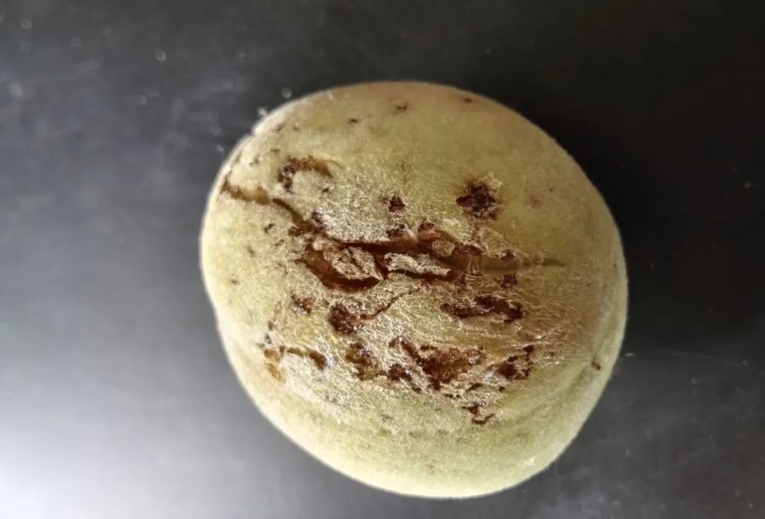 桃树果实病害图片大全,桃树几种常见病虫害图片