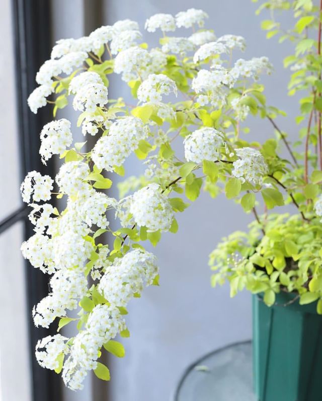 植库‖浪漫清新的小手球,为你带来氧气小森林