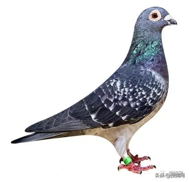 赛鸽飞的就是一滴血,鸽飞一滴血