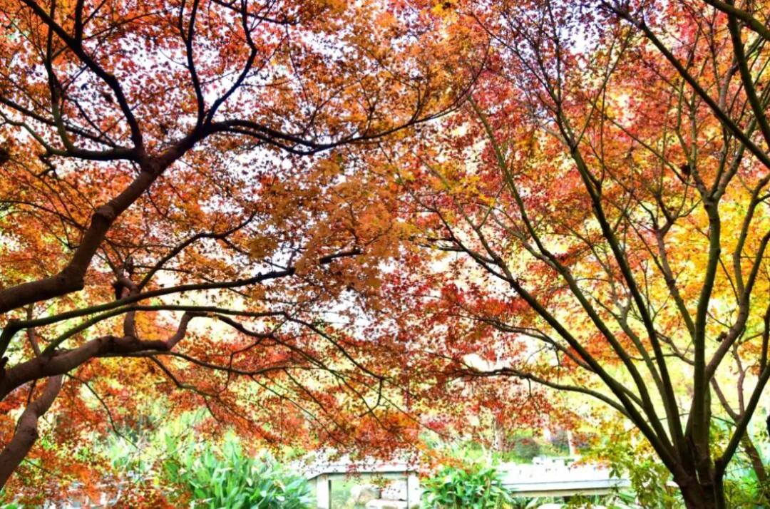 杭州最佳赏秋路线推荐,杭州附近赏秋的地方