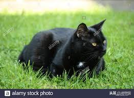 输入图片生成详情图,输入图片生成文字赏析