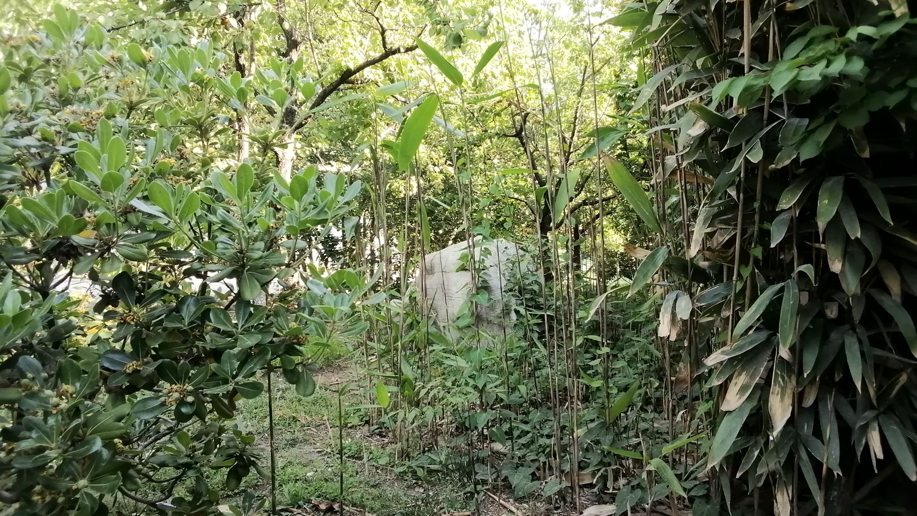 荣耀平板58.0寸,荣耀小平板58英寸评测