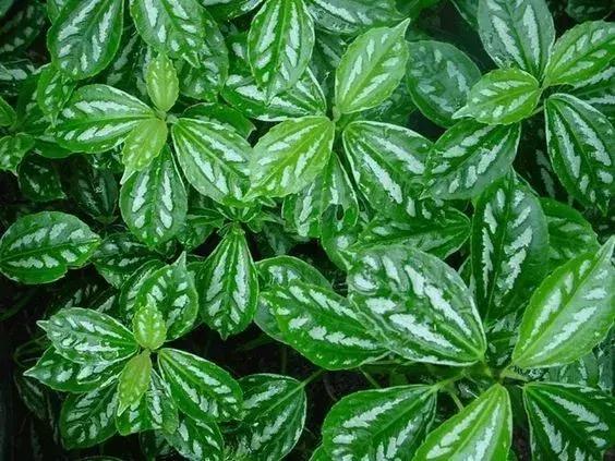 种什么蔬菜可吸甲醛,坪地吸甲醛的植物