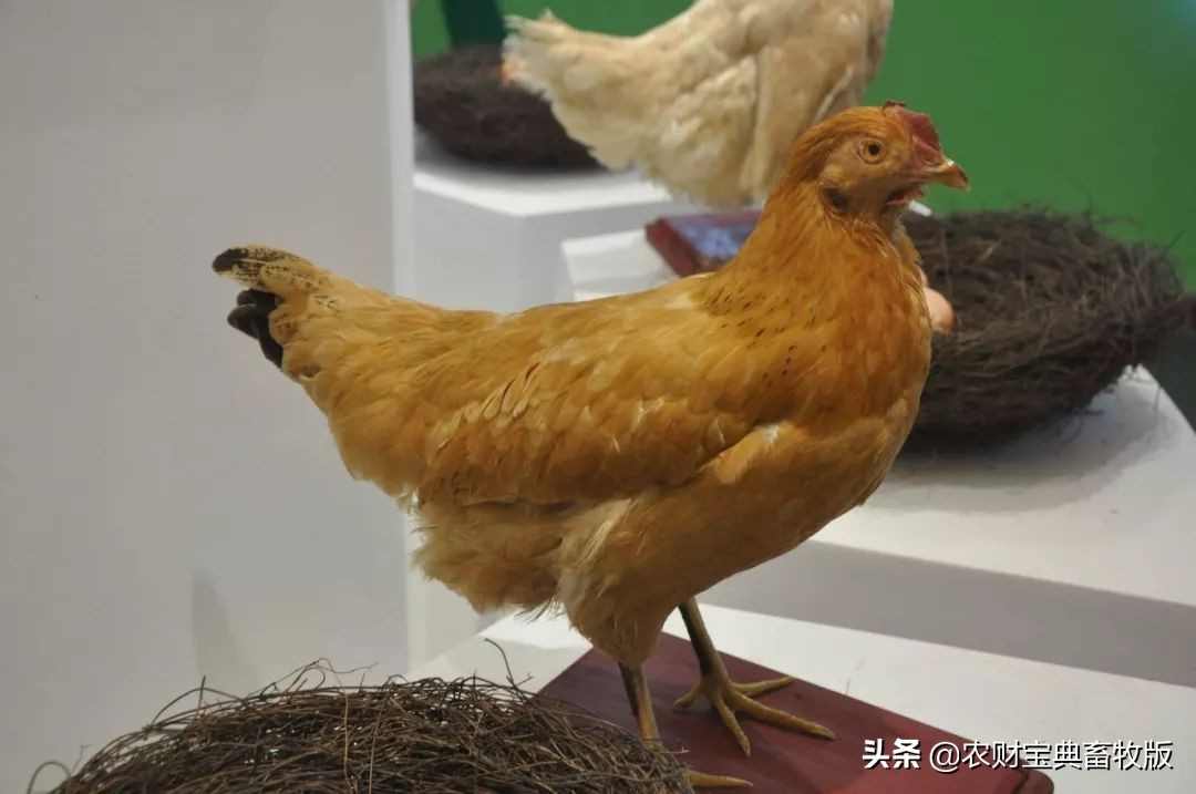 高端绿壳营养蛋,绿壳乌鸡蛋什么样