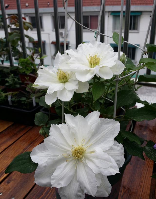 被名字耽误的8种花材,被名字耽误的花